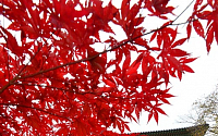 [포토]단풍절정 '산사(山寺)의 가을'