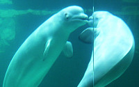 [포토]키스하는 흰돌고래 '벨루가'