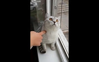 [러브 애니멀] 미동도 안하는 고양이…“멍때리기 대회 1등감인데?”