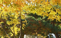 [포토] 깊어가는 가을… 낙엽과 아버지와 아들