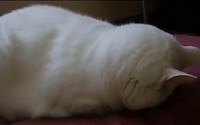 [러브 애니멀] 사람처럼 자는 고양이…복실복실 뒤통수 ‘귀여워’