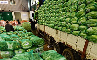 ‘金배추’ 극심한 가뭄에 배추 가격 폭등