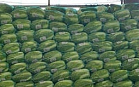 [포토]김장철 농작물 가격 하락 '정부는 산지 폐기처분 늘려'