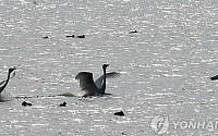 유럽 고병원성 AI 비상...네덜란드ㆍ독일 이어 영국서도 발병