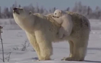 북극곰 개체수 급감, 10년새 절반…새끼 북극곰 생존더 절망적, 왜?