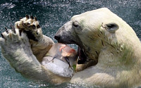 '빙하 감소' 북극곰 개체 수 급감…남극은 빙하 늘어나?