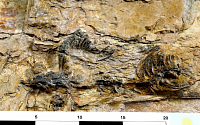 초소형 육식공룡 화석 발견…얼마나 작길래?