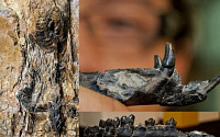 초소형 육식공룡 화석 발견, 팔뚝 길이 낙타 화석도 화제