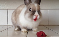 [러브 애니멀] 빨간색 천연 틴트 바른 토끼 “화장발 제대로네”
