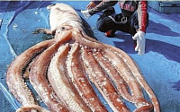 7.6m 대왕오징어, 일본 후쿠이현서 잡혀…“그동안 잘 알려지지 않은 이유는?”