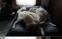 이효리, 김장 이어 강아지 공개 분양… “다섯마리 책임질 가족 찾는다”