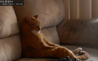 [러브애니멀] 소파에서 TV 보는 고양이...&quot;사람이 앉아있는 줄 알았네'&quot;