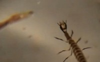 아담스 물방개란, 간혹 죽은 동물도 뜯어먹는 곤충…줄무늬 물방개와는 외형 달라