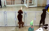 [붐업영상] 춤추는 강아지.... '스텝 좀 밟아본 솜씨네!'