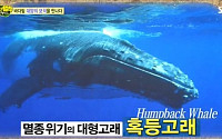 ‘정글의 법칙’ 이태임, 40톤급 혹등고래 포착 ‘멸종위기+새끼는 무려 5m’