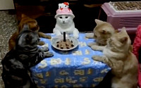 [붐업영상] 고양이 생일파티 현장 &quot;주인님 저희는 졸려요&quot;