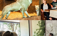 [포토] 사자와 저녁 먹고 곰과 함께 목욕... 동물원 속 호텔 화제