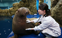 [포토] '저 괜찮은가요?' 건강검진 받는 바다코끼리