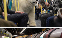 [포토] 런던 시내에 나타난 북극곰, 그 사연은?