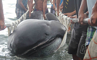 [포토] 필리핀서 '4.6m 메가마우스 상어' 발견... 코끼리만한 크기 '헉'