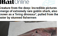 [포토] 날카로운 이빨 가진 공포의 상어 '고블린상어' 발견