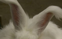 자라(ZARA), 토끼털 제품 판매 중단...동물보호단체 거센 반발에 백기