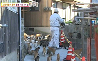 'TV동물농장' 고양이들의 천국, 아오시마 섬 일상 공개