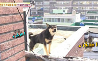 'TV동물농장' 옥상이 편한 깜순이 일상 공개