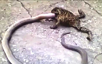 [붐업영상] 뱀 잡아먹는 괴물 두꺼비 '경악'