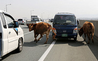 [포토] &quot;고속도로에 소가 나타났어요&quot;