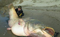 [포토] 일반 낚싯대로 잡은 127kg 거대 메기
