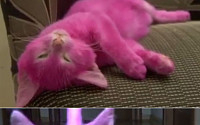[포토] 핑크색으로 전신 염색시킨 고양이 결국 숨져…