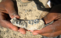 [포토] 가장 오래된 턱뼈 화석 발견