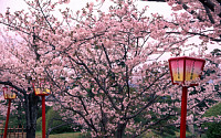 ‘벚꽃부터 철쭉까지’, 일본 사가현서 사시사철 꽃놀이 즐긴다