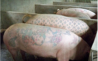 [포토] 살아있는 돼지에 '디즈니 공주' 문신... &quot;별난 작품이네~&quot;
