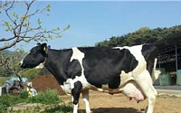 우유생산 신기록 ‘슈퍼카우’ 탄생…17만kg 우유 생산