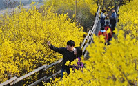 [포토] 활짝 핀 개나리 앞에서 '찰칵'