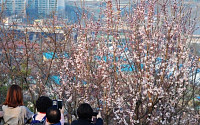 [포토] 서울에 핀 벚꽃