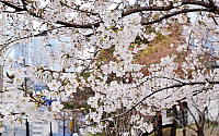 [내일 날씨] 서울 벚꽃 오늘(3일) 개화…내일부터 제주도선 비, 서울은?