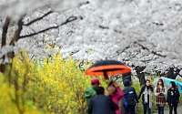 [포토]여의도 벚꽃축제 10일부터 시작, '봄꽃길 걸어볼까요?'