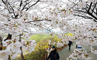 [포토]벚꽃 만개한 윤중로, '여의도 벚꽃축제 10일부터'