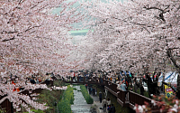 [포토] 진해 군항제 벚꽃터널 &quot;봄이 왔어요~&quot;