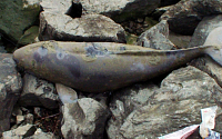 [포토] 한강에서 사체로 발견된 멸종위기종 돌고래