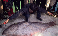 [포토] '전설의 심해어' 길이 1.5m 대형 돗돔 잡혀