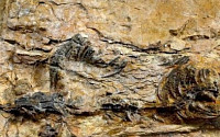 경남 하동, 한국의 티라노사우루스류 공룡 화석의 메카
