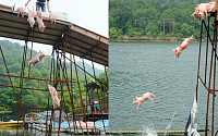 [포토] 돼지 다이빙 수영대회… &quot; 저 높이에서 다이빙을?&quot;