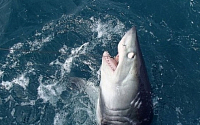 英, 181kg에 달하는 거대 상어 낚아 올린  낚시꾼 화제…휴가 중 월척 낚아