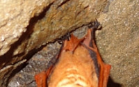 [포토] 멸종위기 야생생물 1급 '황금박쥐' 진천 폐동굴서 발견