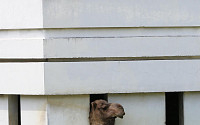 [포토] 메르스 여파...'격리된 낙타'