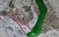 [붐업영상] 왕꿈틀이 닮은 녹색 괴생명체 발견 '징그러움 주의'
